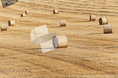 Image of haystacks in a field of straw