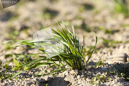 Image of young grass plants, close-up