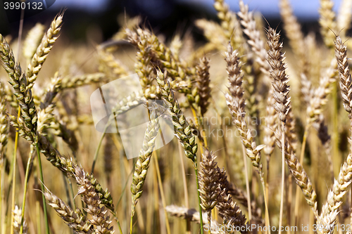 Image of grow ripe cereals