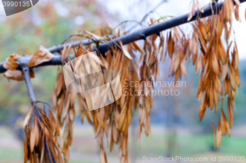 Image of autumn in the park