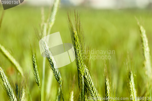 Image of green cereals, close-up
