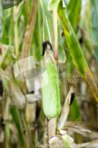 Image of mature corn crop