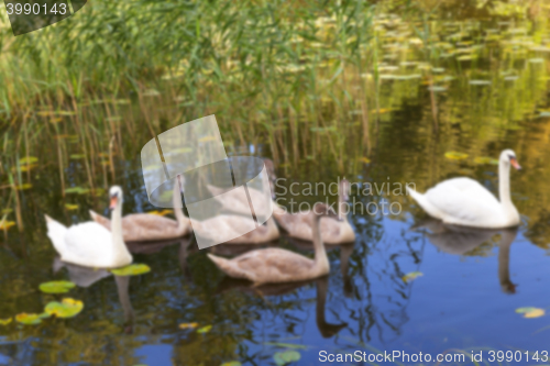 Image of Swans family pond