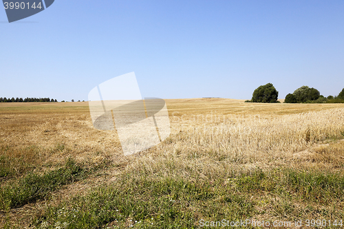 Image of collection of ripe wheat