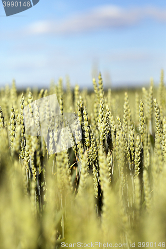 Image of unripe ears of wheat