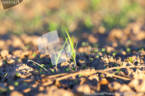 Image of young grass plants, close-up