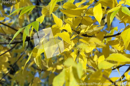 Image of yellowing leaves on the trees