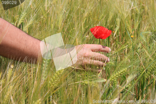 Image of Touching a flower