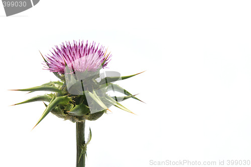 Image of Thistle