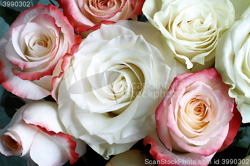Image of A bouquet of roses on light green background.