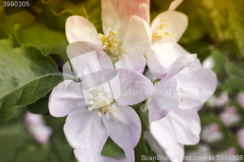 Image of Branch of flowering apple-tree on a background a green garden.