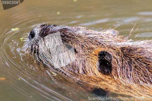 Image of coypu close up