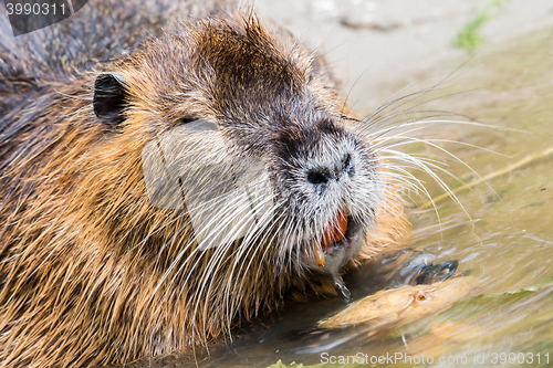 Image of Coypu is eating