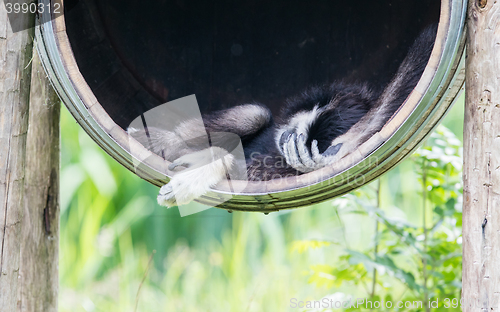 Image of White handed gibbon sleeping in a barrel