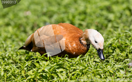 Image of Ruddy shelduck in the grass