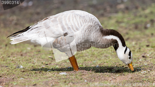 Image of Bar-headed goose (Anser indicus) 