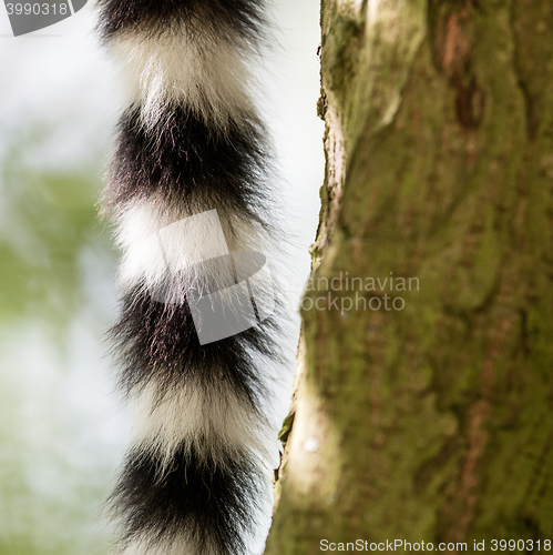 Image of Close up of a ring-tailed lemur tail texture