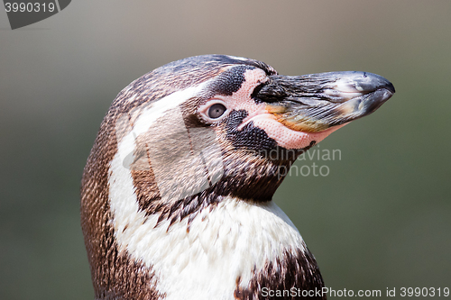 Image of Close-up of a humboldt penguin