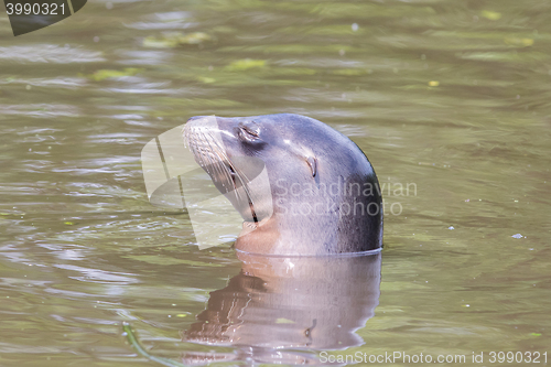 Image of Close-up of a California sea lion