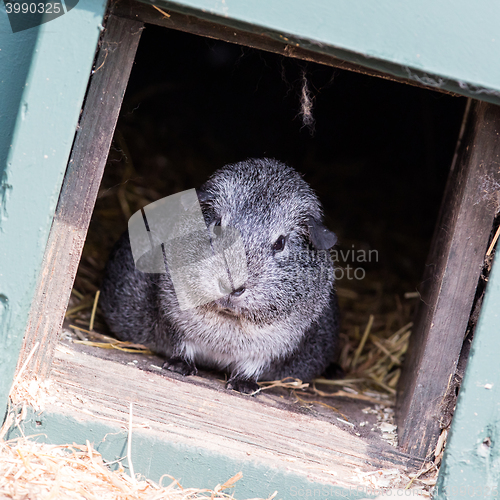 Image of Portrait of a black guinea pig