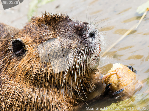 Image of Coypu is eating