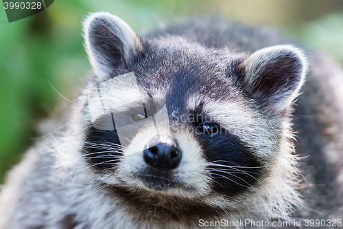 Image of Eye to eye with raccoon, selective focus