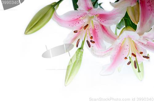 Image of lily flowers corner frame