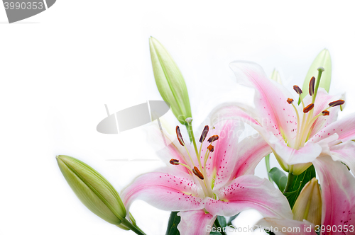 Image of lily flowers corner frame