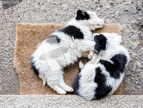 Image of Border Collie puppies sleeping on a farm