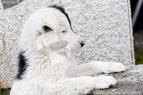 Image of Border Collie puppy on a farm