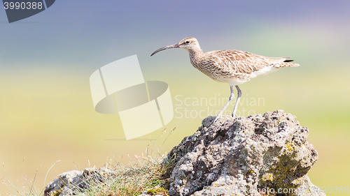 Image of Whimbrel - Iceland