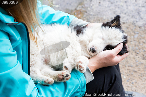 Image of Small Border Collie puppy in the arms of a woman