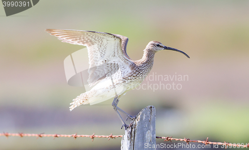 Image of Whimbrel - Iceland