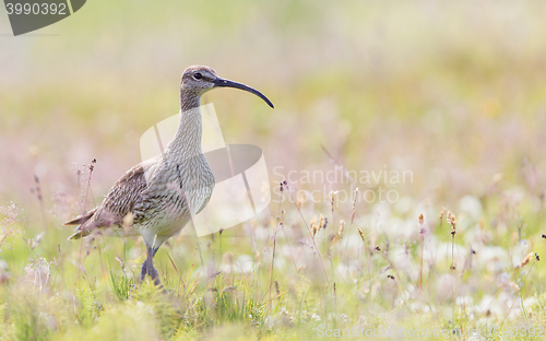 Image of Whimbrel - Iceland