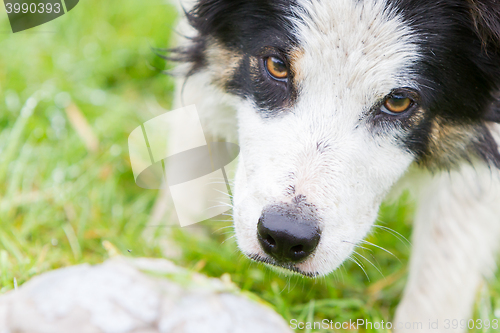 Image of Playful Border collie