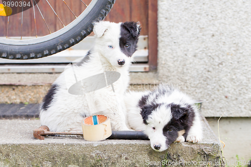 Image of Border Collie puppies sleeping on a farm