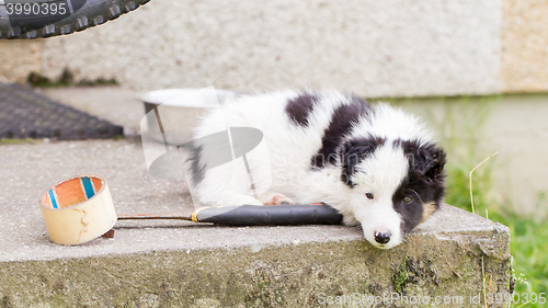 Image of Small Border Collie puppy on a farm,resting