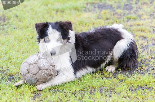 Image of Playful Border collie