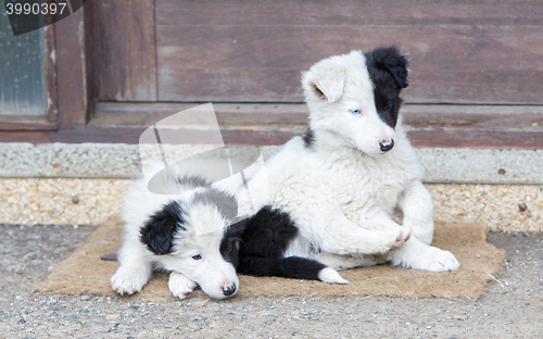 Image of Border Collie puppies sleeping on a farm