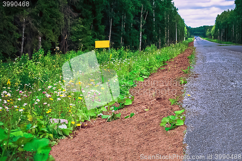 Image of The road through the forest