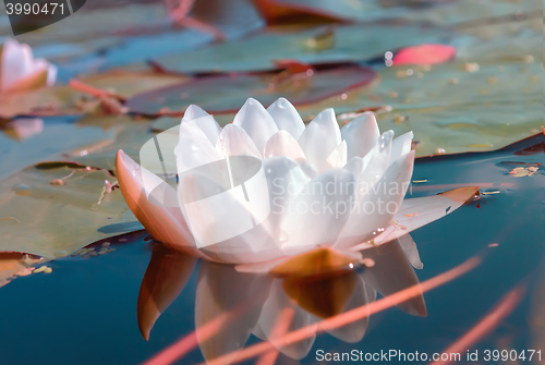 Image of White water lily in a pond