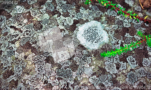 Image of Natural background pattern of lichen