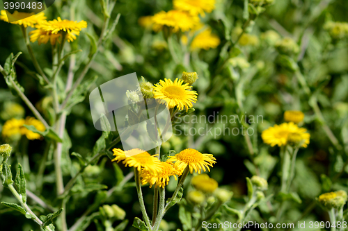 Image of Common fleabane 