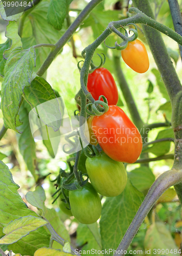 Image of Red plum tomatoes on the vine