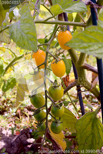 Image of Yellow plum tomatoes ripening on the vine