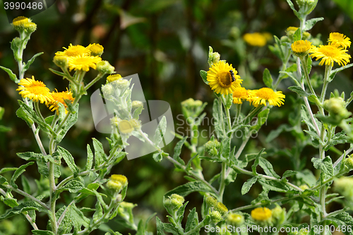 Image of Heriades truncorum bee on yellow fleabane