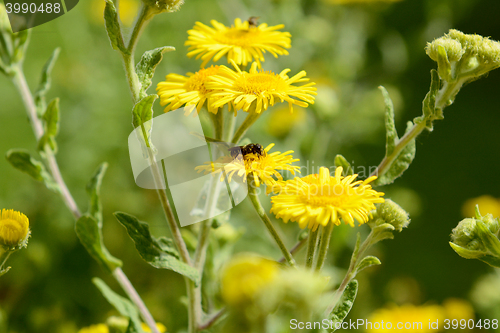 Image of Yellow common fleabane flowers with a small bee 