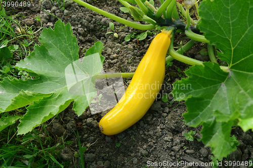 Image of Yellow summer squash growing