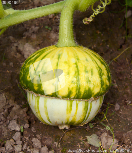 Image of Turks turban squash growing on the vine