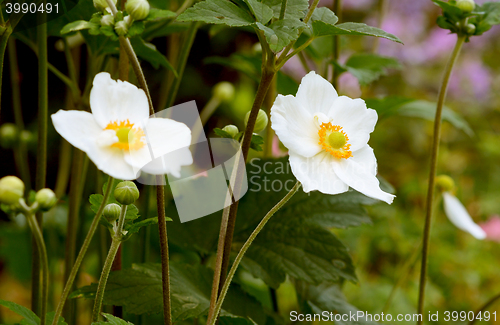 Image of White Japanese anemone flowers